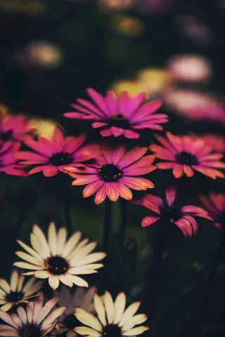 picture of daisies