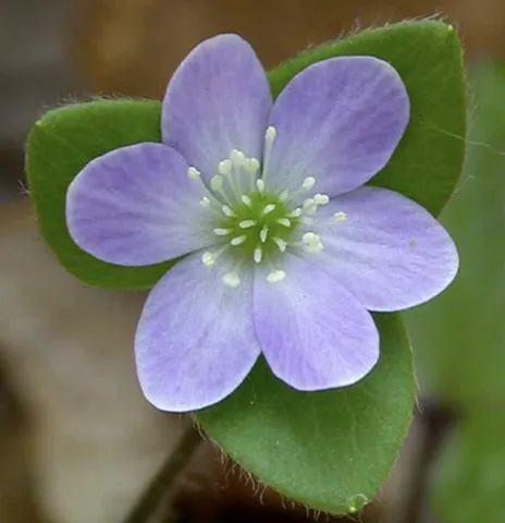 Hypatica bloom