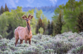 Elk in a field