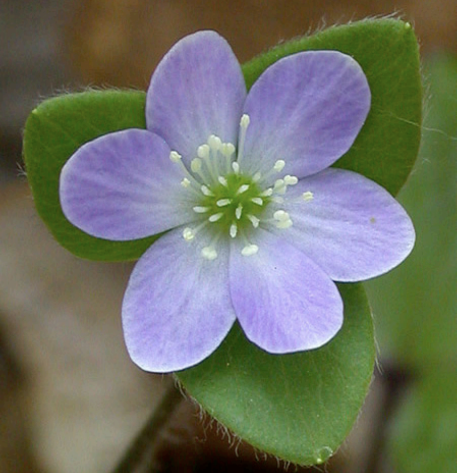 Hypatica bloom