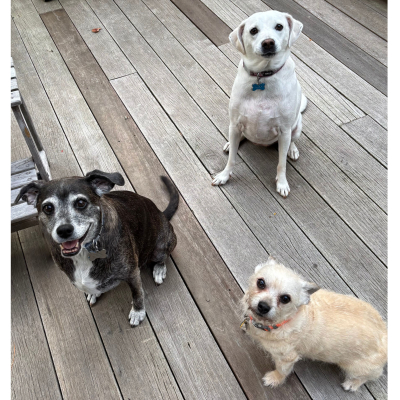 3 small dogs looking at camera